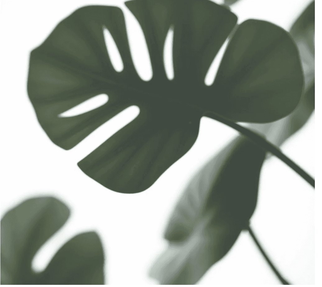 Leaf background right